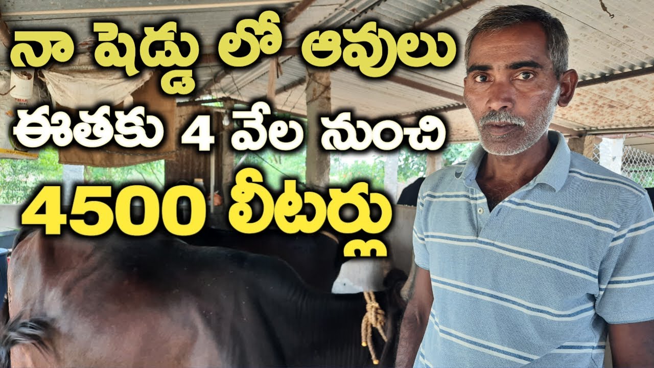 4500 లీటర్లు|30 years experience in dairy farm @MalleshAdla