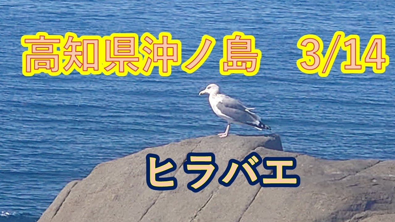 高知県沖ノ島、ヒラバエで何を釣りましょう！ワキグレが釣れない。