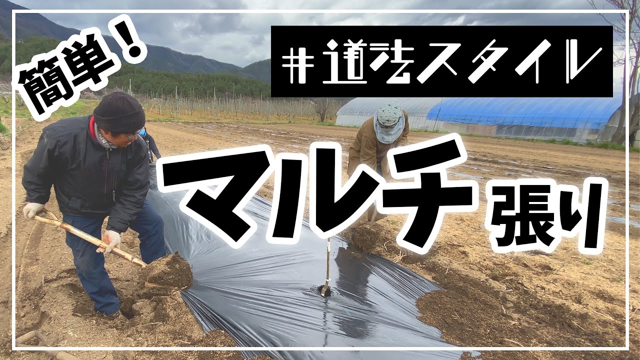 【簡単】マルチャー無しで風にも負けないマルチの張り方（さくらんぼとイチジク③）