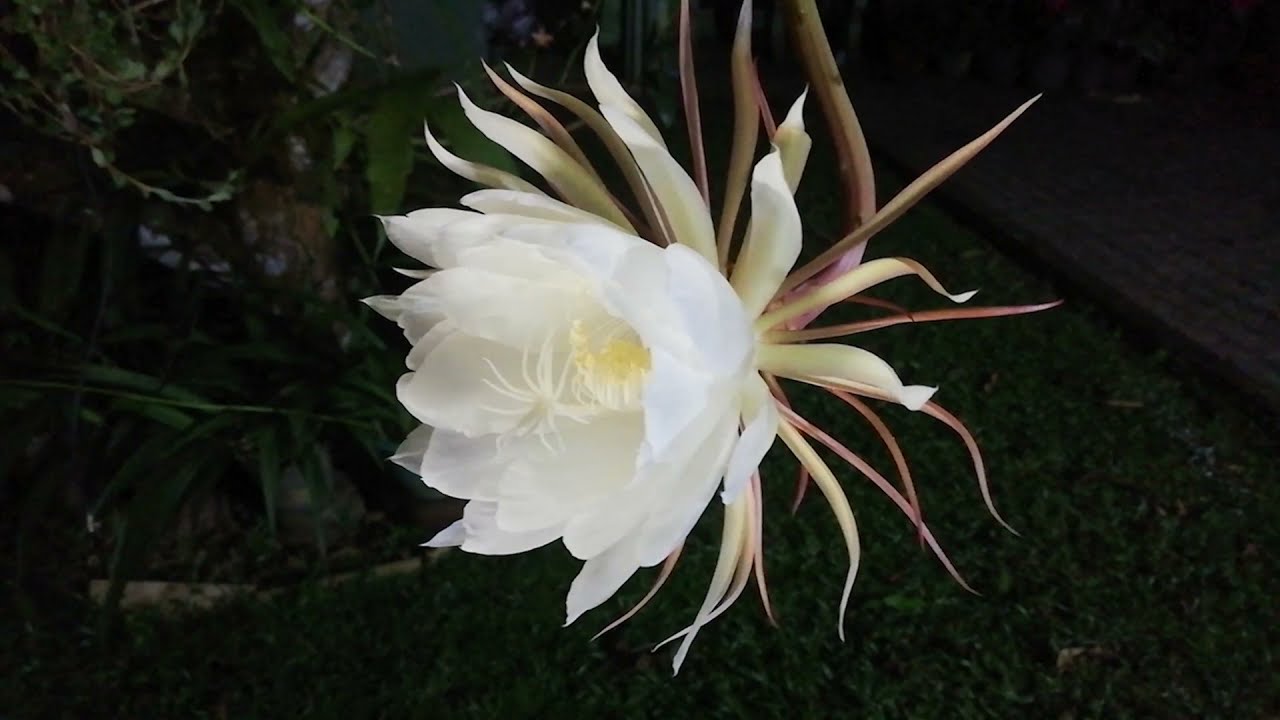 Kadupul Flower blooming timelapse | 2021