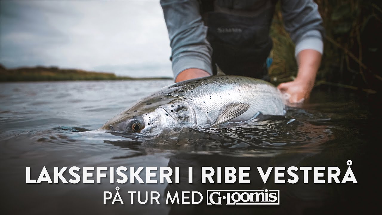 LAKSEFISKERI I RIBE VESTERÅ - Med G.Loomis på tur
