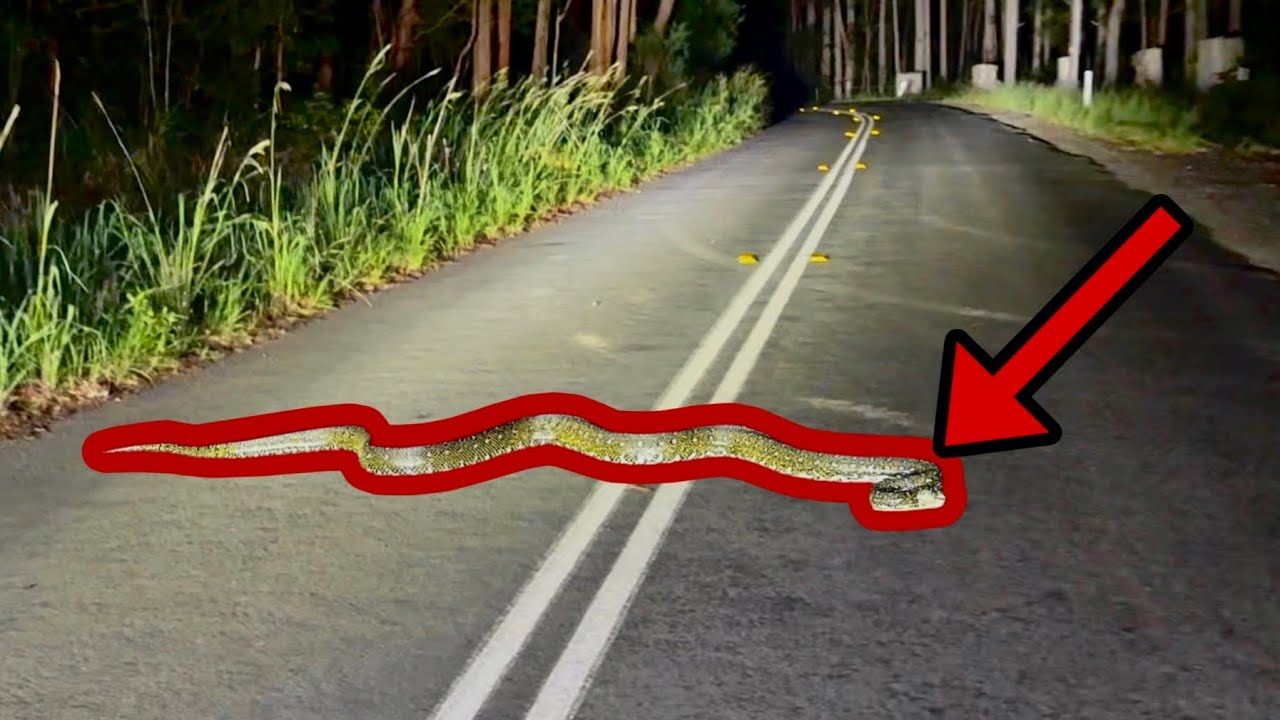 Finding Reptiles On The Road - Best Finds Compilation!