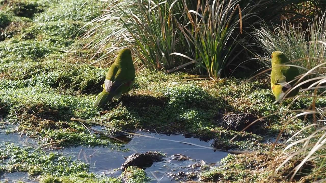Reischek's Parakeet - Antipodes Island NZ