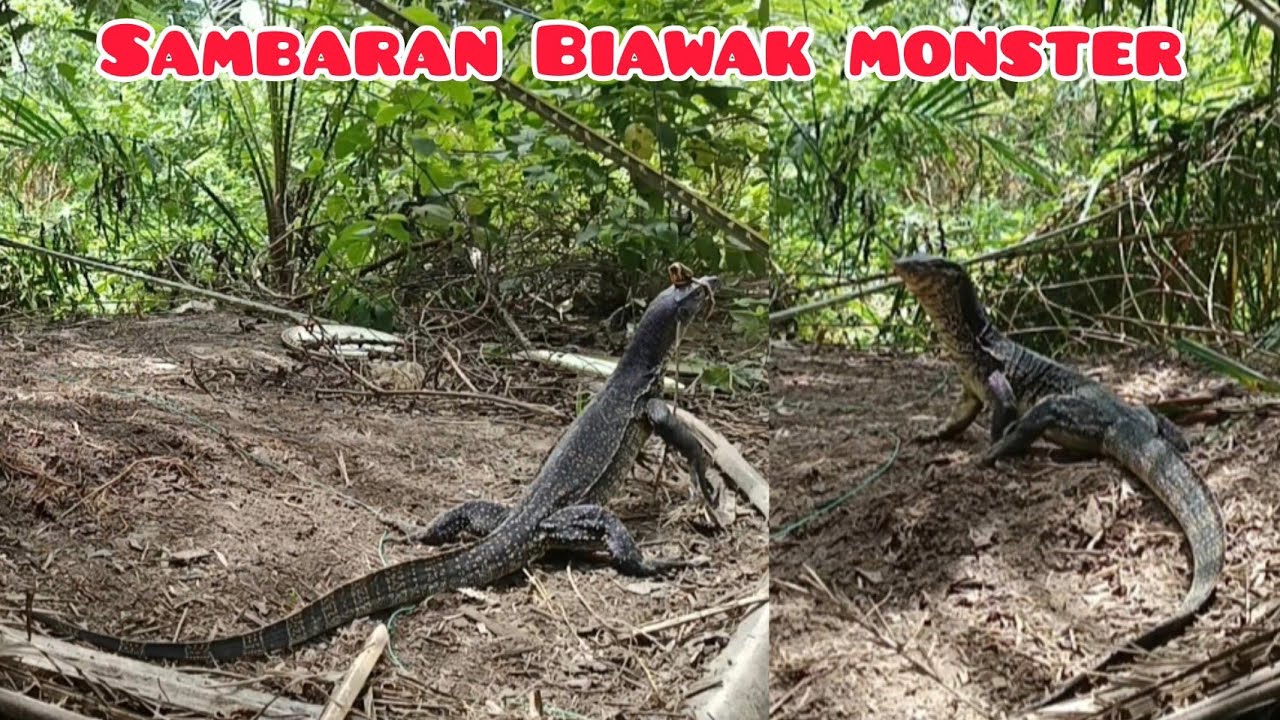 Sambaran biawak monster di spot mantap @Candrasadewaa