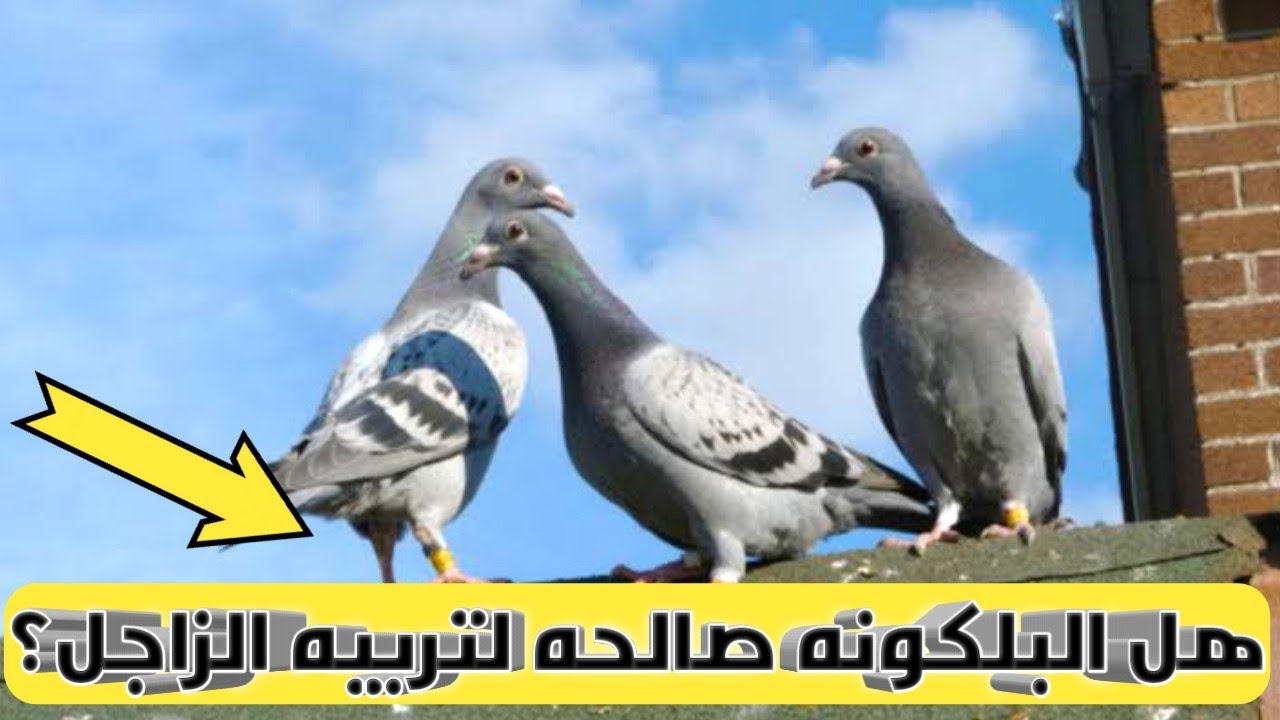 هل ينفع غواي الحمام الزاجل تسابق من البلكونه او من اوضه هتقابلك مشكله شوف حلها معانا