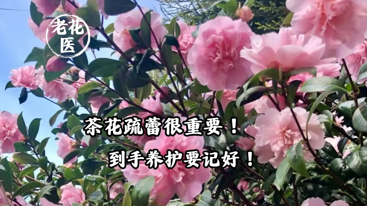 茶花疏蕾很重要！到手养护要记好！/Camellia bud is very important! Take good care of it!