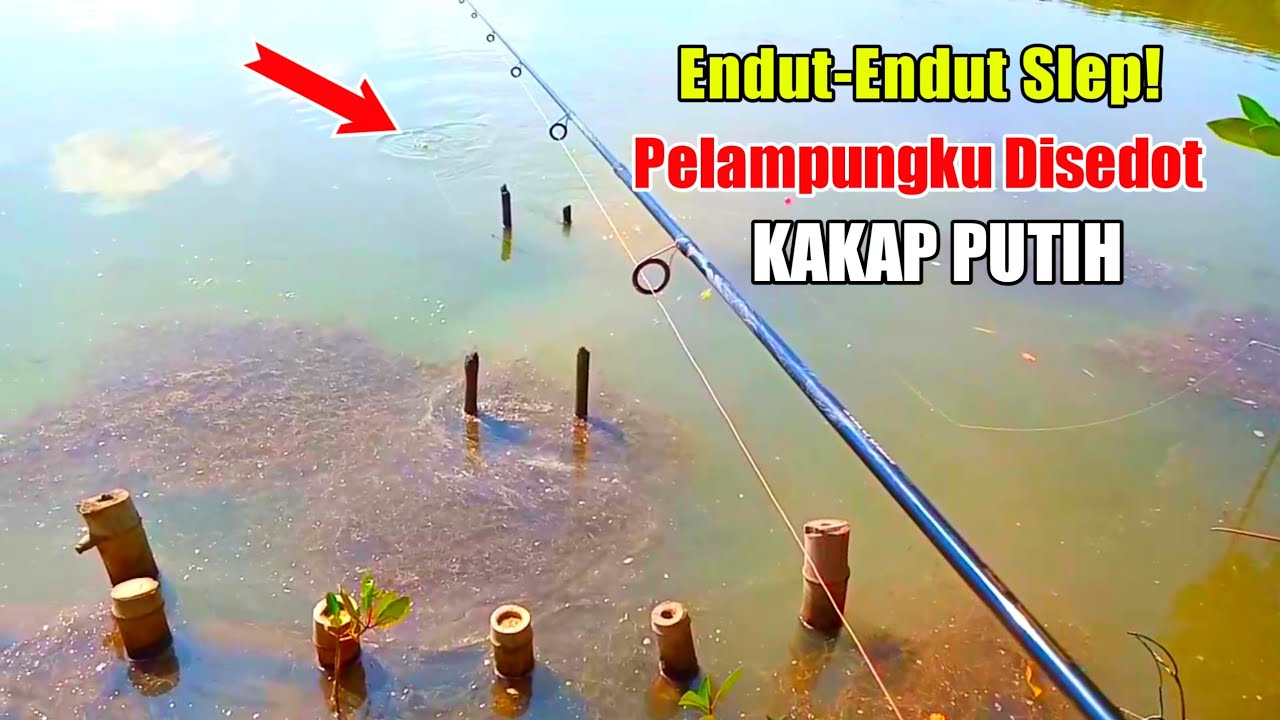 Mancing kakap putih di tambak pakai pelampung