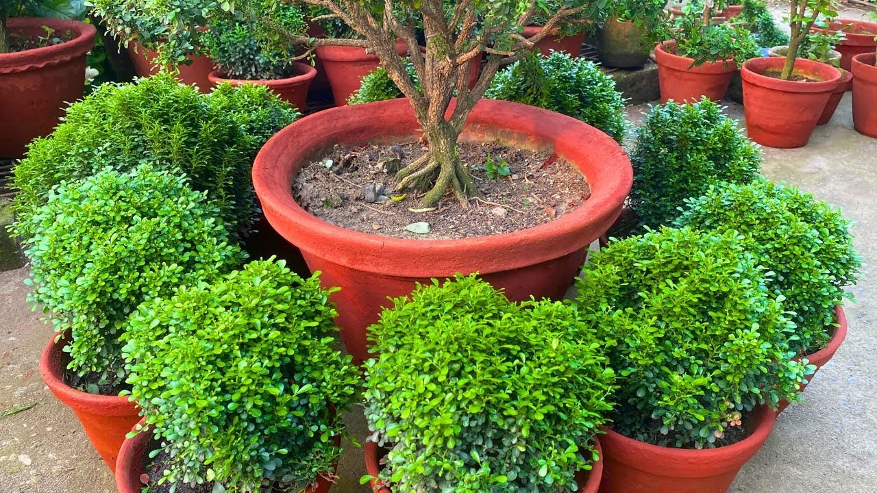 How to Make Kamini Bonsai * Very Easy(No Wire Used) | Kamini Bonsai Care and Fertilizers