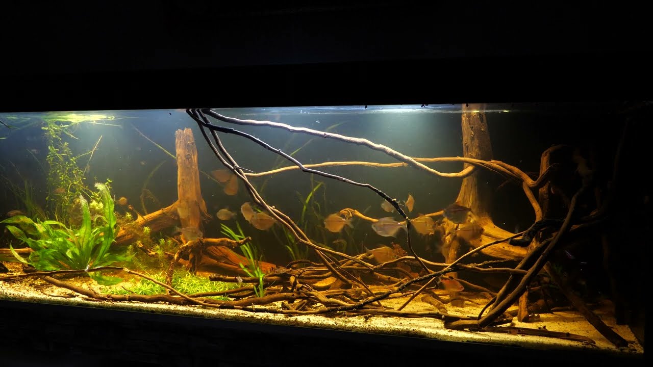 Südamerika Aquarium - Salmler  -  200 x 60 x 60 ,  Stethaprion & Poptella  - Das Verhalten