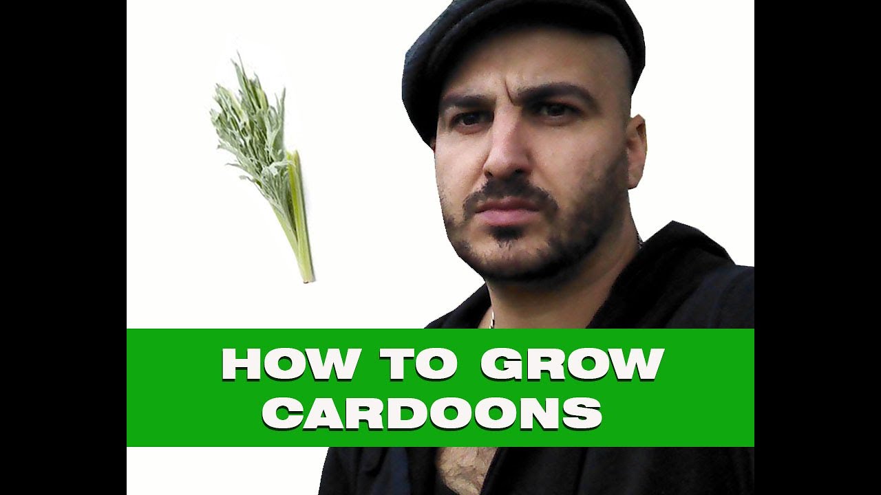 How to grow Cardoons - From Seed to Harvest