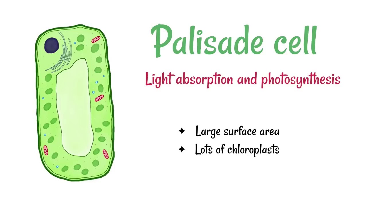 Palisade and Roots hair cell
