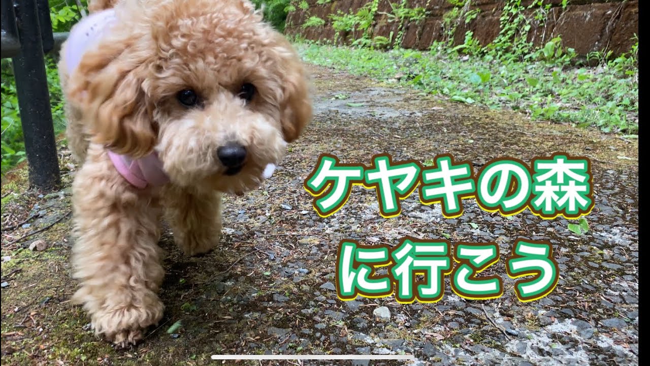 【大自然】ケヤキの森お散歩