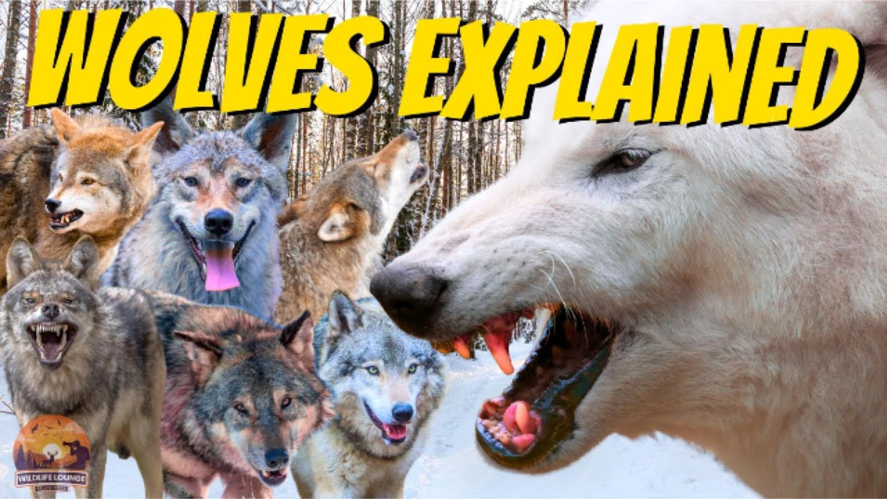 Wolves EXPLAINED: How Humans Almost Erased Them from History