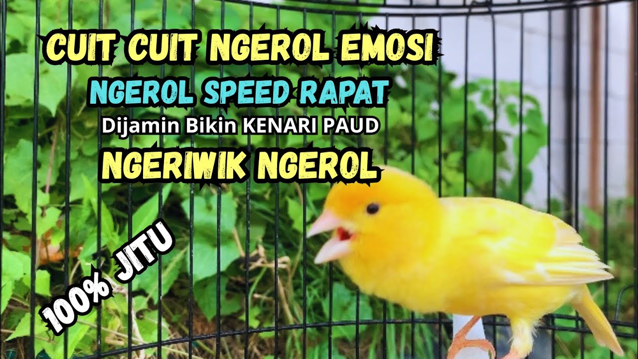Kenari gacor NGEROL PANJANG cocok untuk PANCINGAN KENARI PAUD bikin BURUNG KENARI GACOR PANJANG