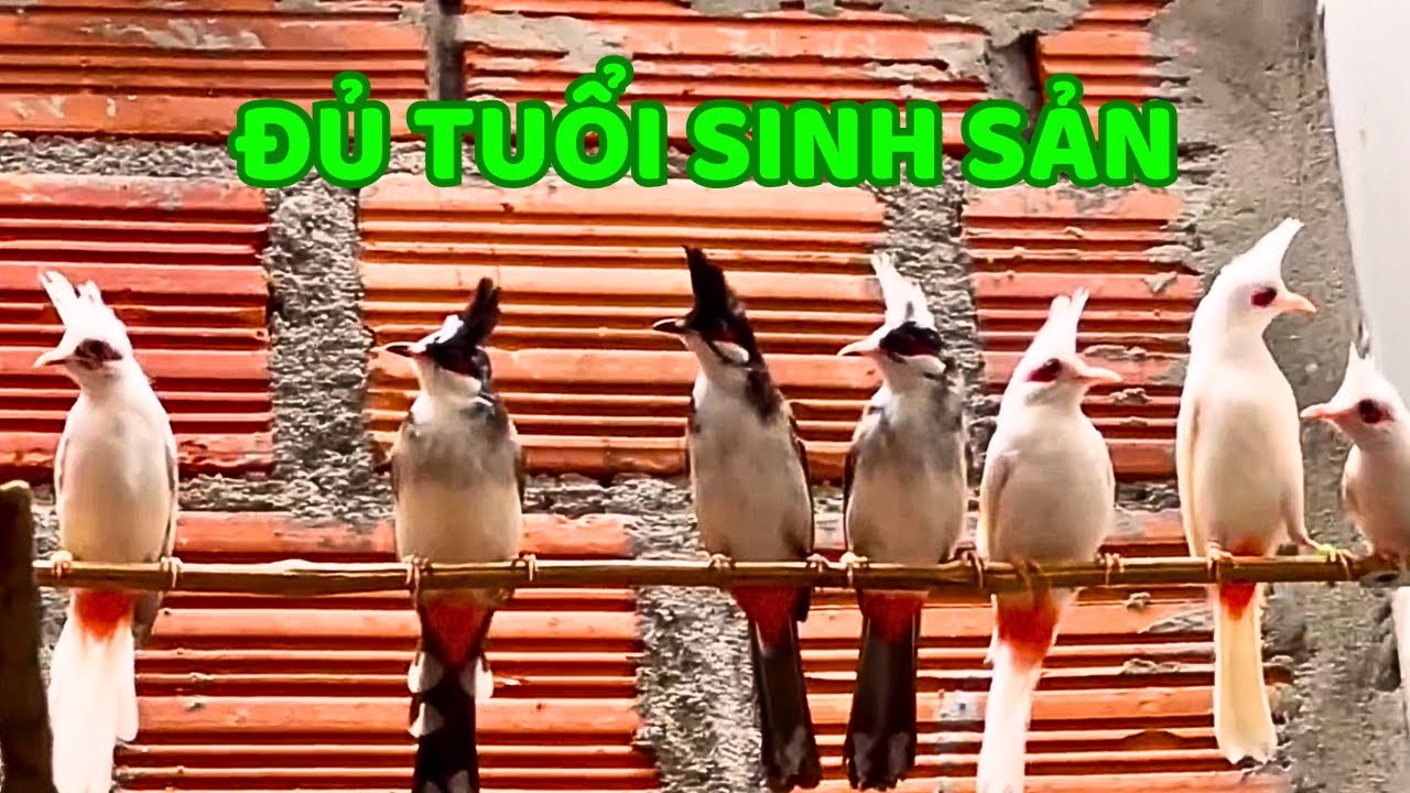 Chào Mào Bông, Ovantin, Indo Đủ Tuổi Sinh Sản - Chào Mào Đột Biến (3/3)