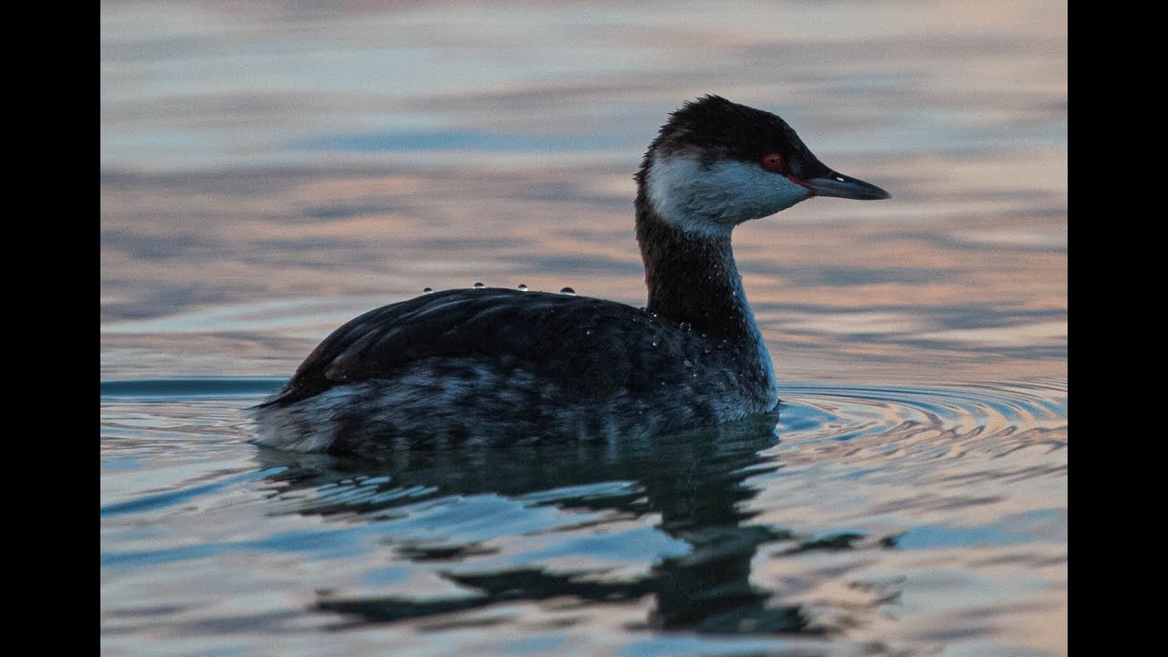 Kuifduiker, grote jager, zwarte zee-eend, grote zee-eend, eider, Jan van Gent, Vogelen met Limosa 6