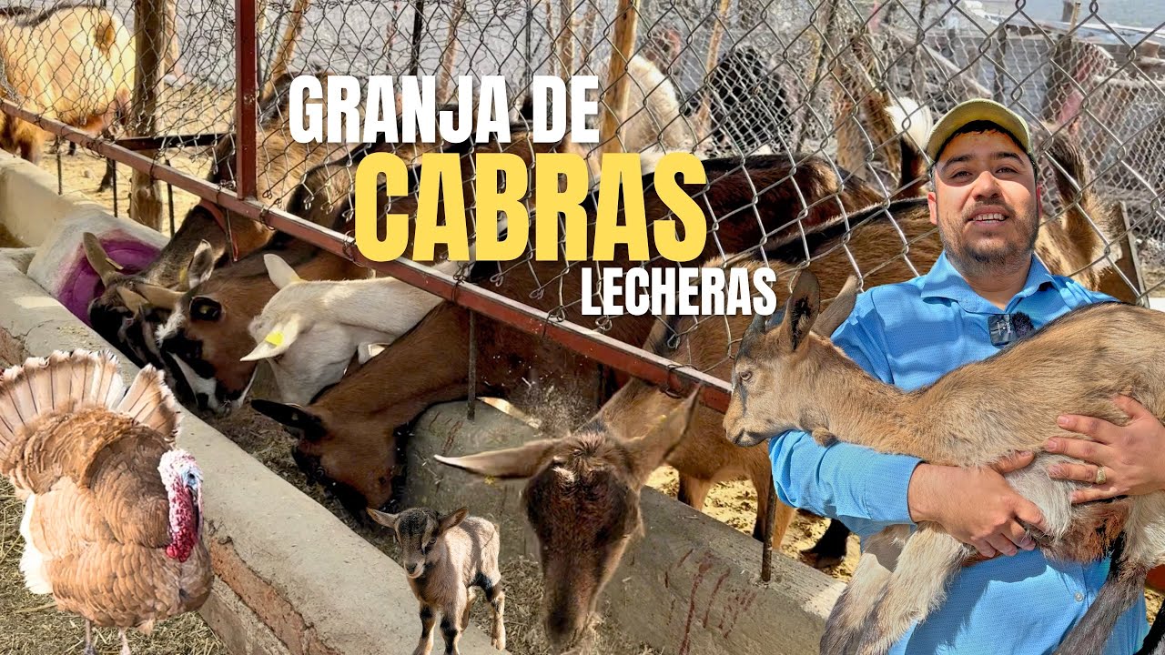 8 CABRAS CONSUMEN LO DE UNA VACA | GRANJA DE CHIVAS LECHERAS