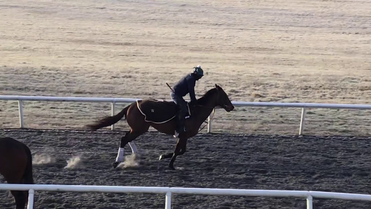 Rye Humor  at WinStar Farm 1-22-2020