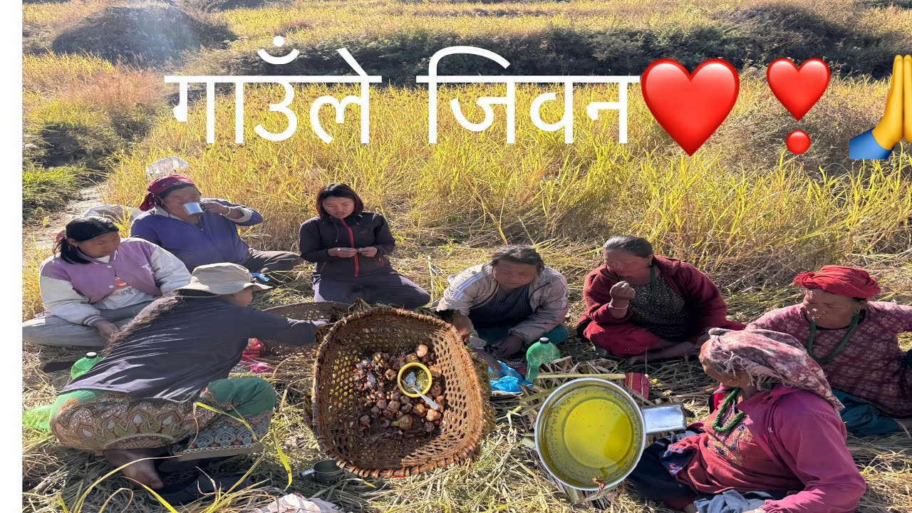 गाउले जिबन कोदोको काम गर्दै हामि , माया गरिदिनु होला🙏