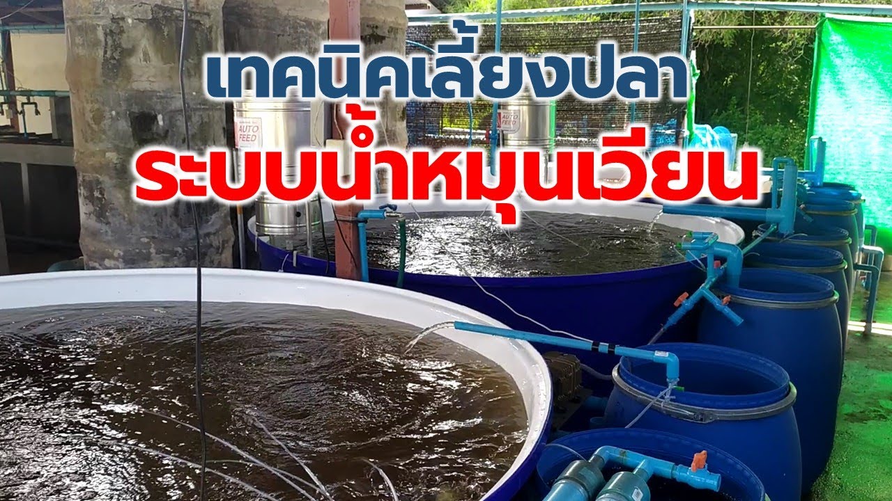 เลี้ยงปลาระบบน้ำหมุนเวียน (Recirculated aquaculture system) Farm Station