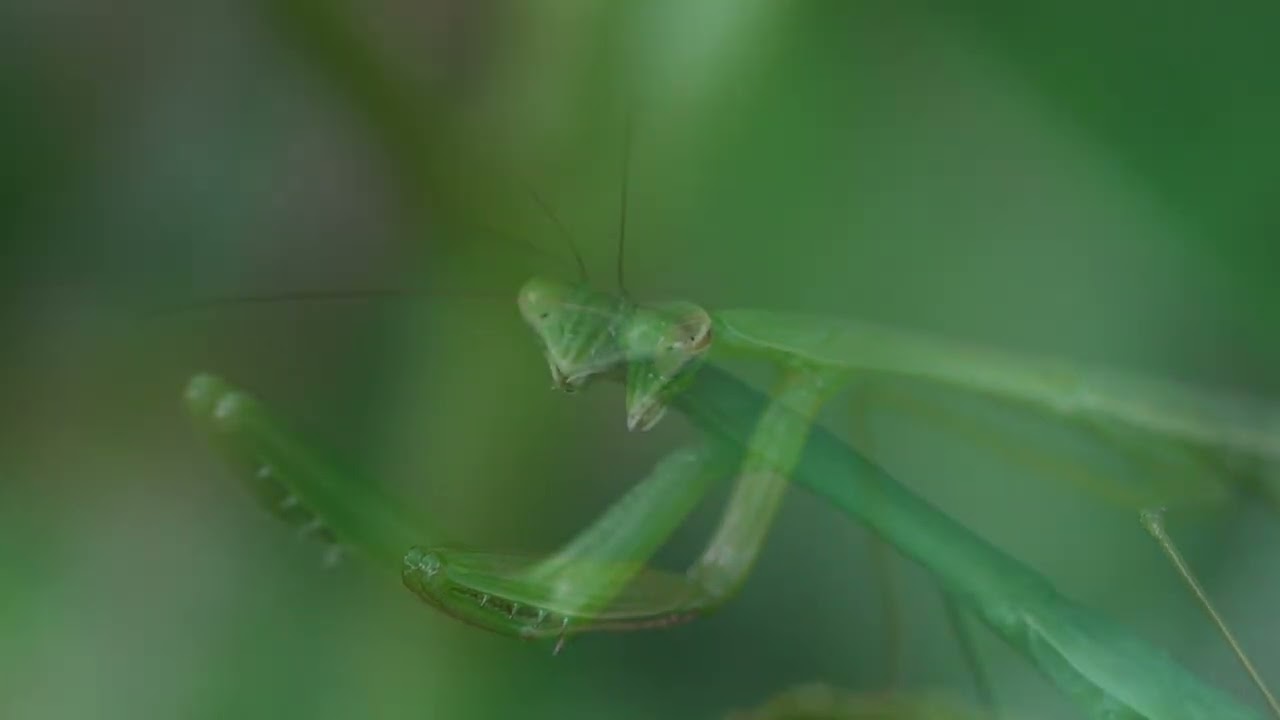 オオカマキリ