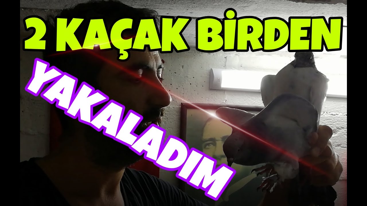 Aynı Anda 2 Kaçak Birden Yakaladım. ORJİNAL TİP GÜVERCİNİ YAKALADIM. Taklalı Güvercin Yakaladım.