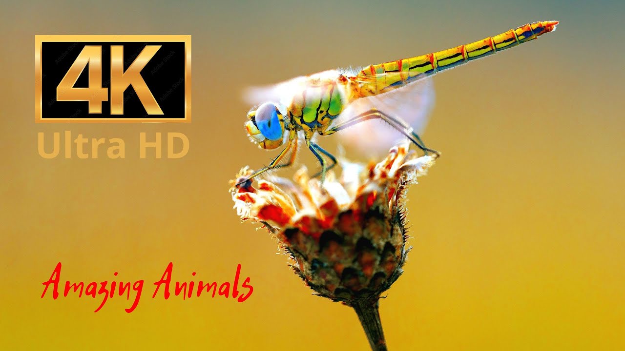 Dragonflies winged #57 | Amazing Animals 4K | Beautiful music