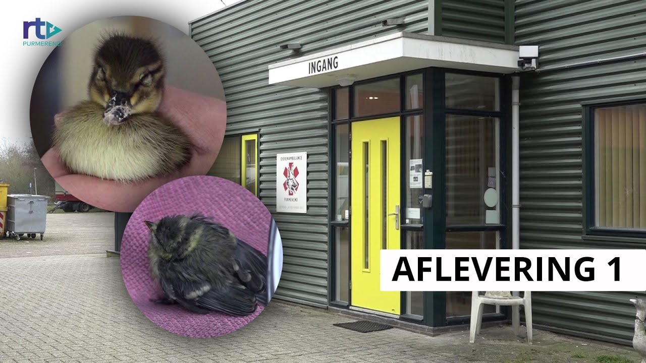 Bij Ons op de Dierenambulance - Aflevering 1