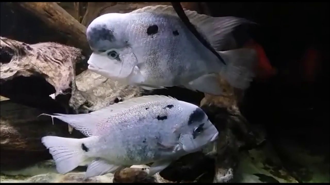 Maskaheros argenteus (vieja Argentea)