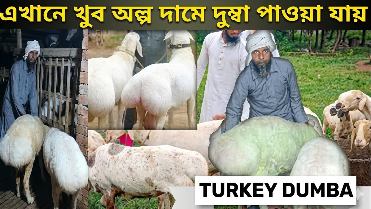20 বছরের দুম্বা ফার্ম  ph7797624058) dumba farm malda Turkey dumba farm খুব কম দামে দুম্বা Biggest
