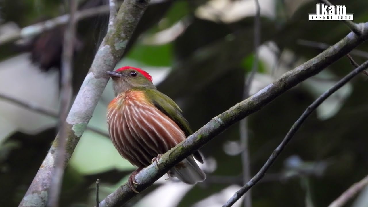 Striolated Manakin (Machaeropterus striolatus) in San Martin region, Peru