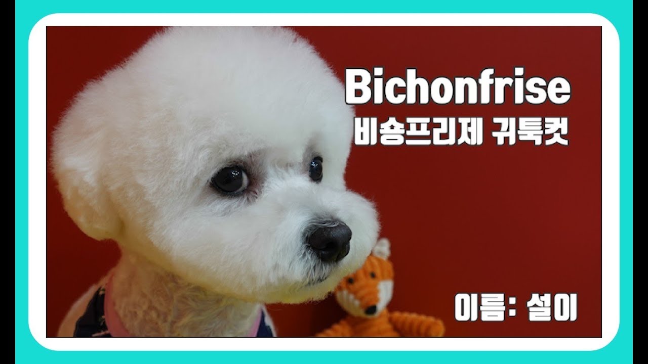 비숑미용, 비숑귀툭컷, 메리해피손쌤