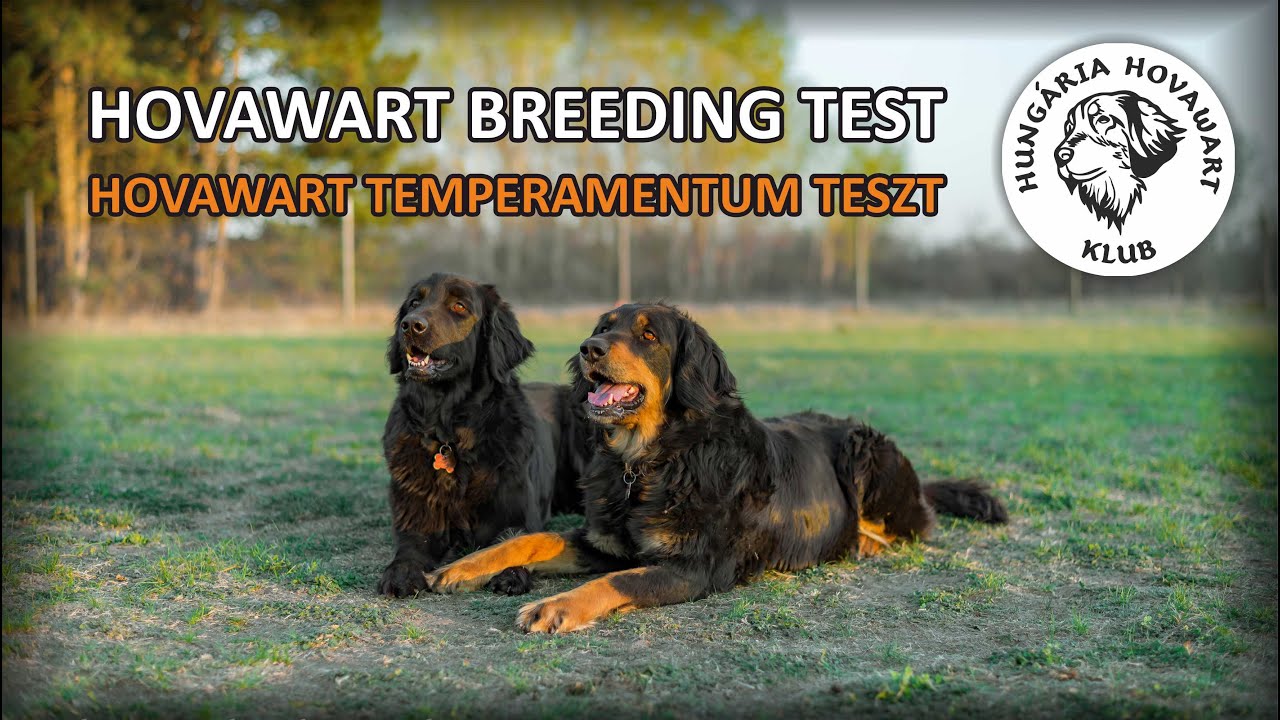 Hovawart breeding test - Hovawart temperamentum teszt a tenyészvizsgán