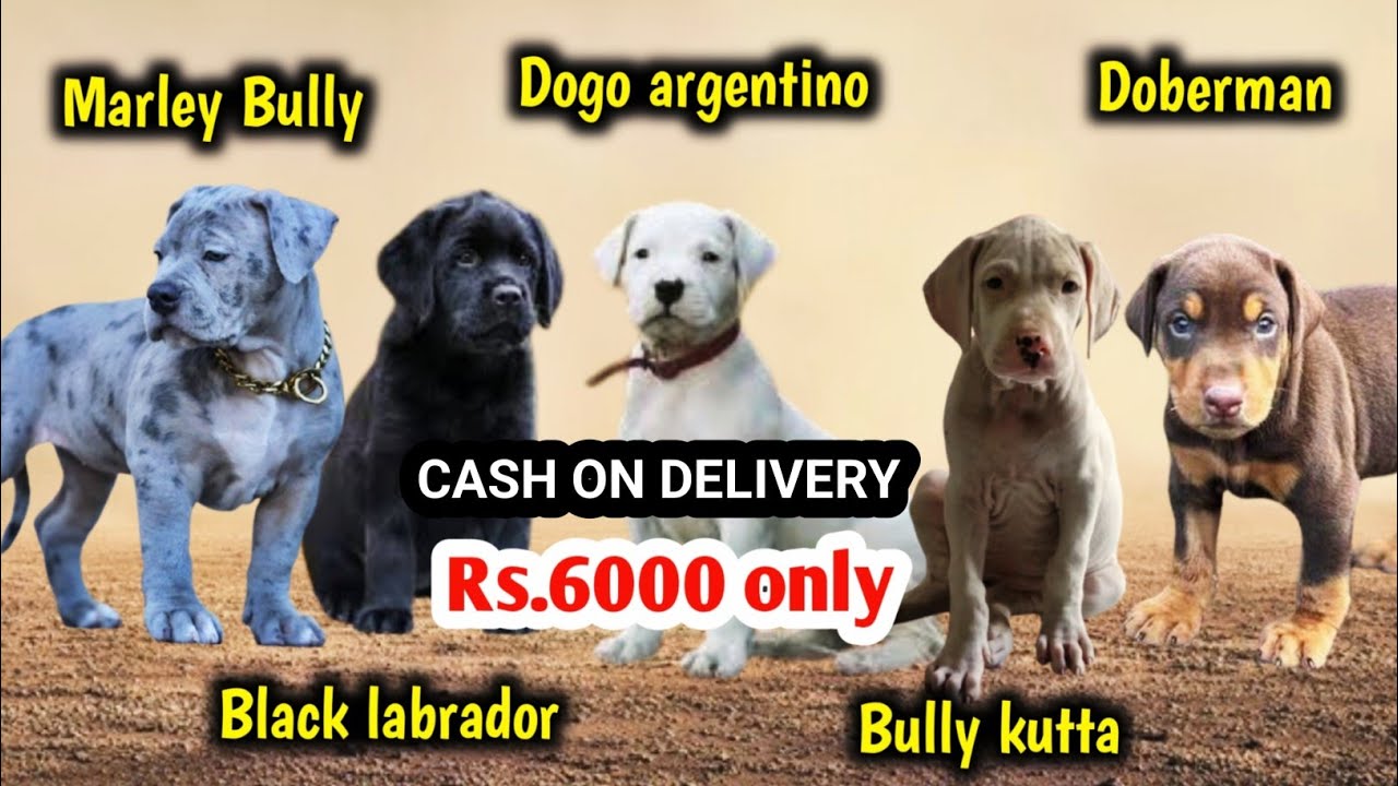 Cash on delivery | Rs.6000/- | Bully kutta | Dogo argentino | labrador | Doberman | marley  bully