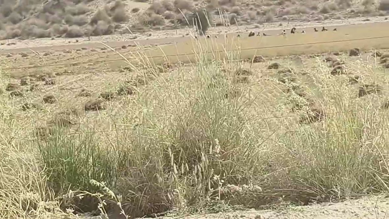 #राजस्थान #जैसलमेर#जीरे की खेती की बात कर रहा हूं जो कटाई की बातकर रहा हूं