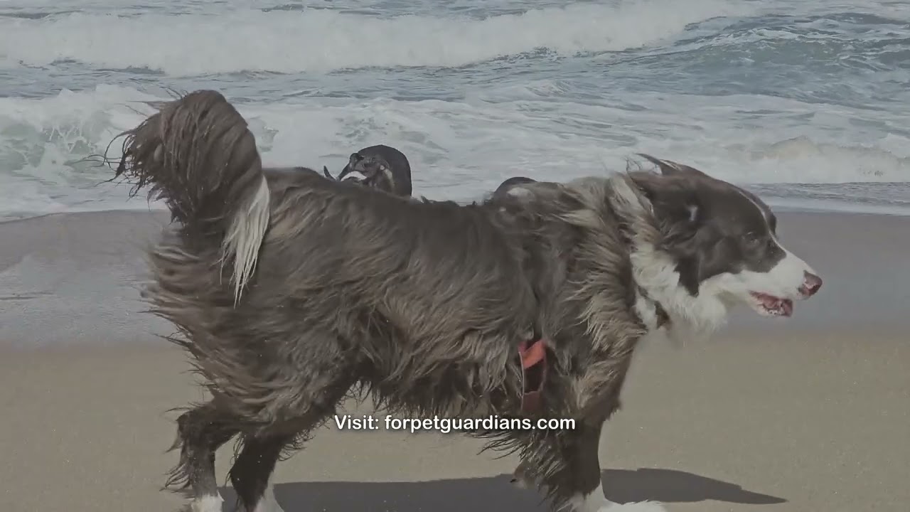 Does Your Dog Actually Know How to Swim? | The Truth About Pet Water Safety