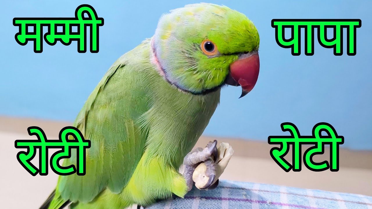 Mummy Papa Mitthu Ko Roti Do 🥰 || Katore Katore