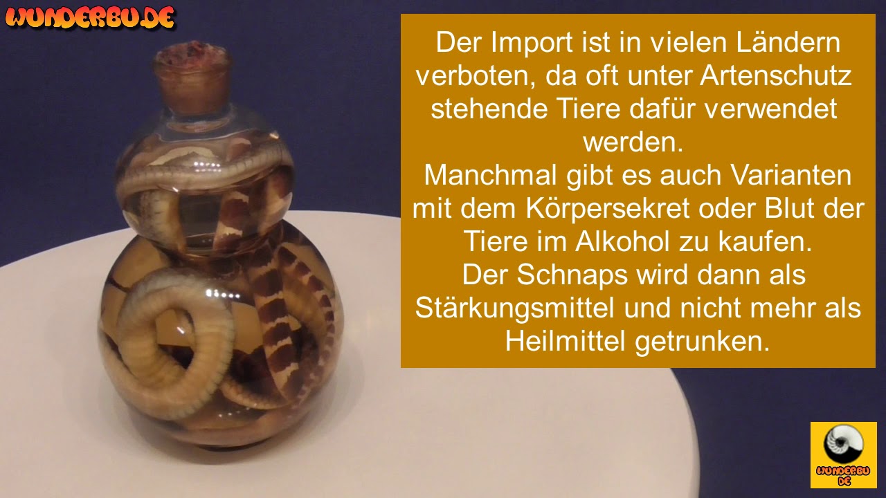 Schlangenschnaps mit zwei echten Schlangen, aus China - Kuriosit&auml;t