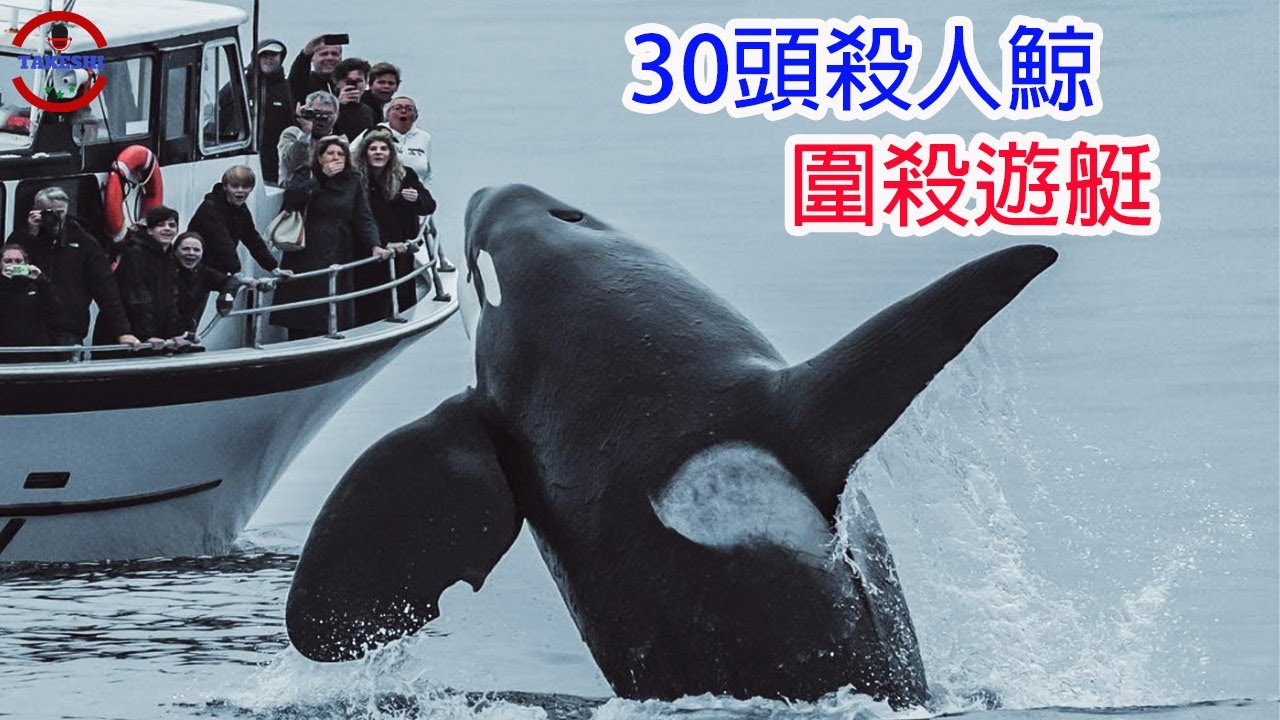 [生物放大鏡] 虎鯨真面目? 30頭虎鯨圍攻遊艇的驚人真相 ! | 虎鯨真的開始吃人了嗎? | 500起攻擊與沈船事件