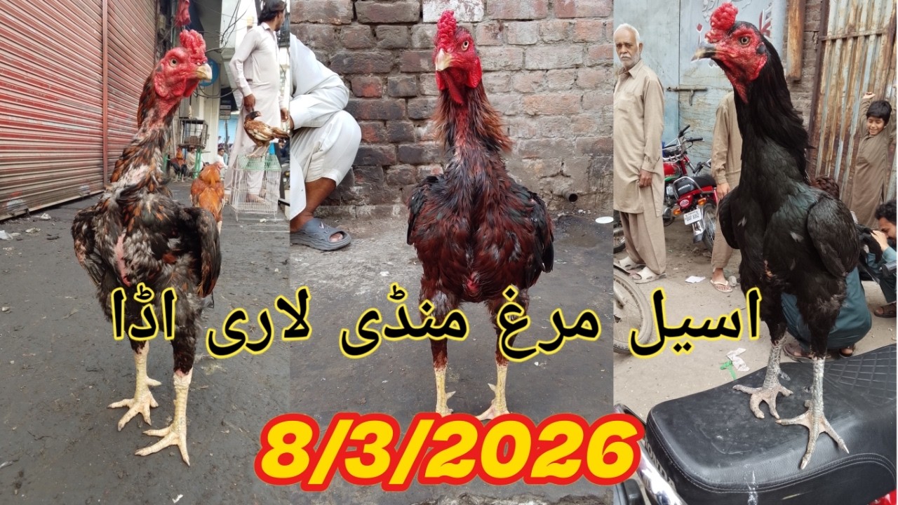 || Lahore murga mandi || Lari adda murga mandi Sunday bazaar || shamo Thai dragon 🐔|| Assel chick's.