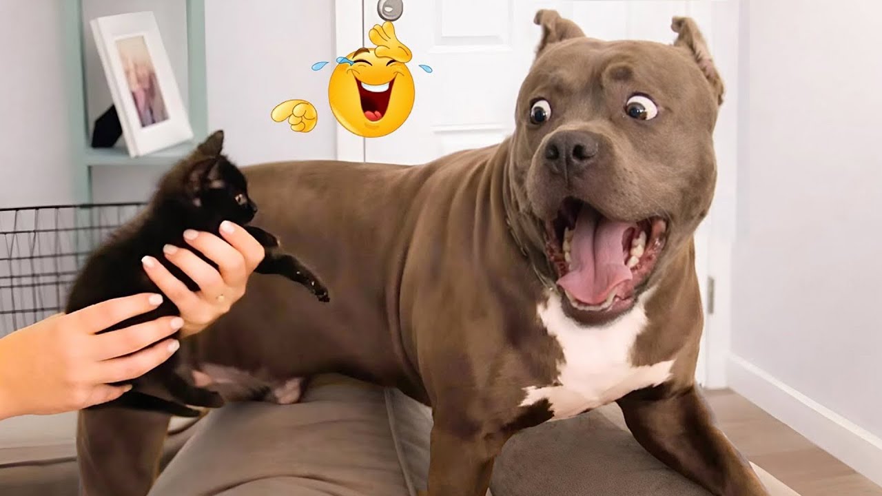 You Will Laugh Nonstop At These Dogs! 🤣🐶 Best Animal Videos Compilation 🐾