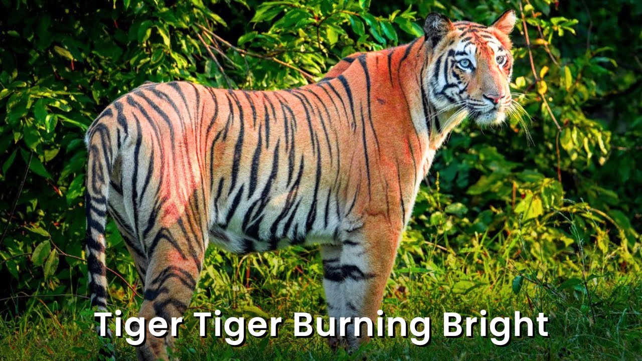 Tiger Tiger Burning Bright | Tyger Tyger Burning Bright | A poem by William Blake