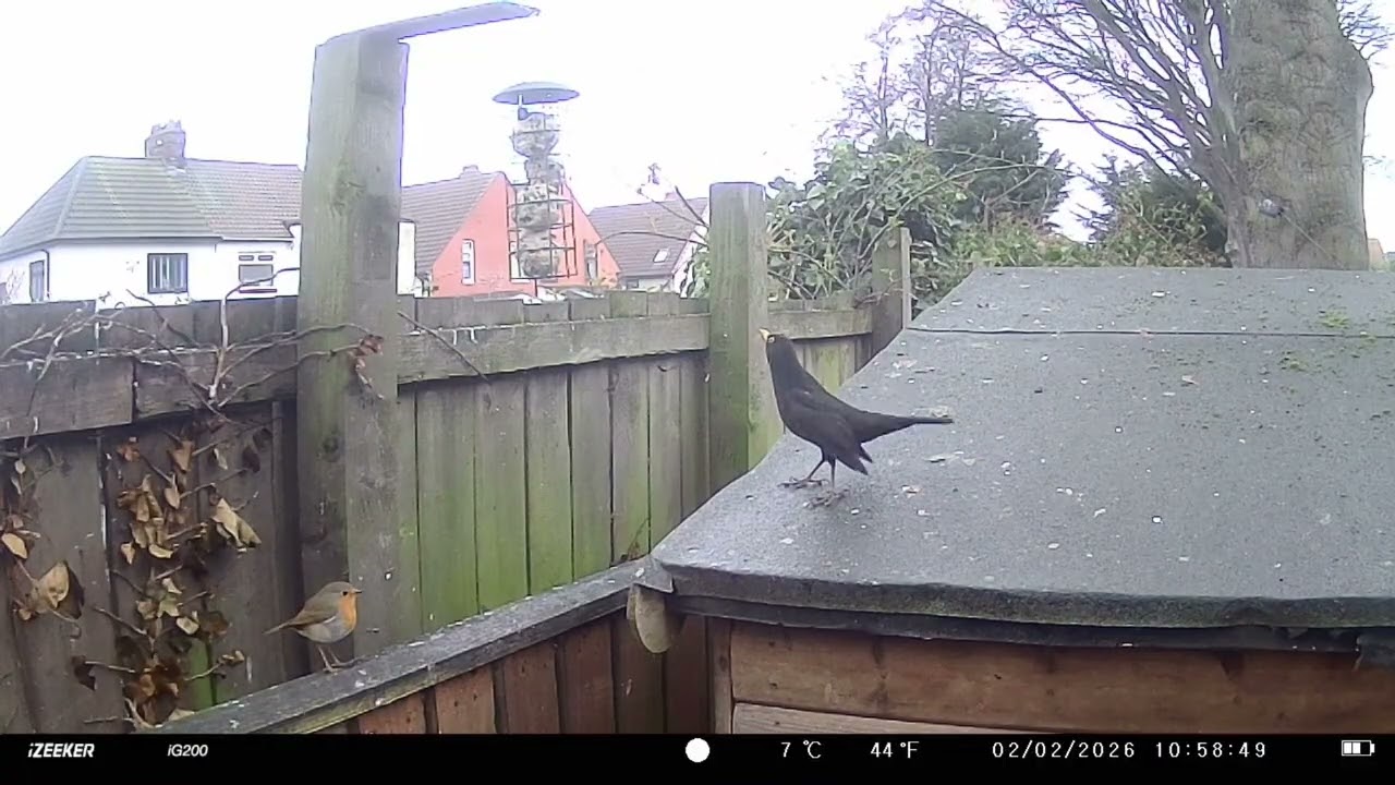 Birdcam captures 31-01-2026 to 05-02-2026