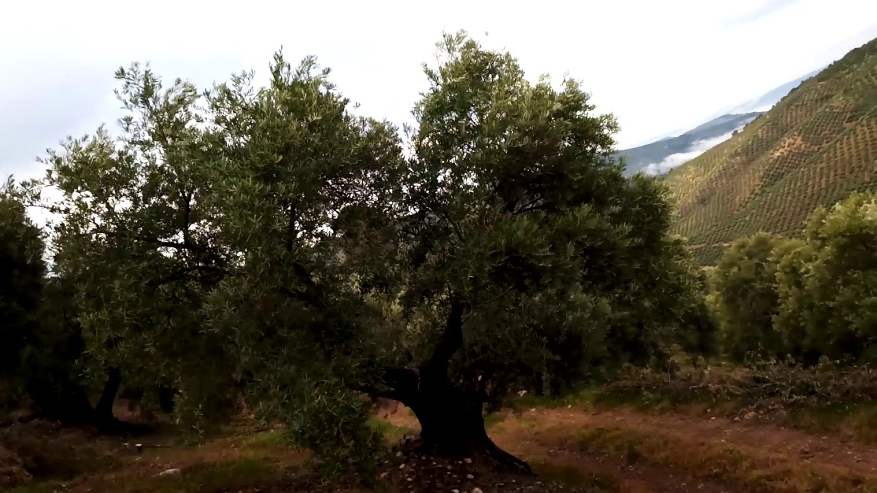 Manejo de suelo en olivar de montaña
