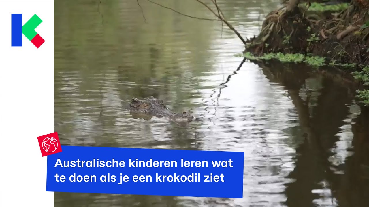 Wat doe je als je een krokodil ziet?