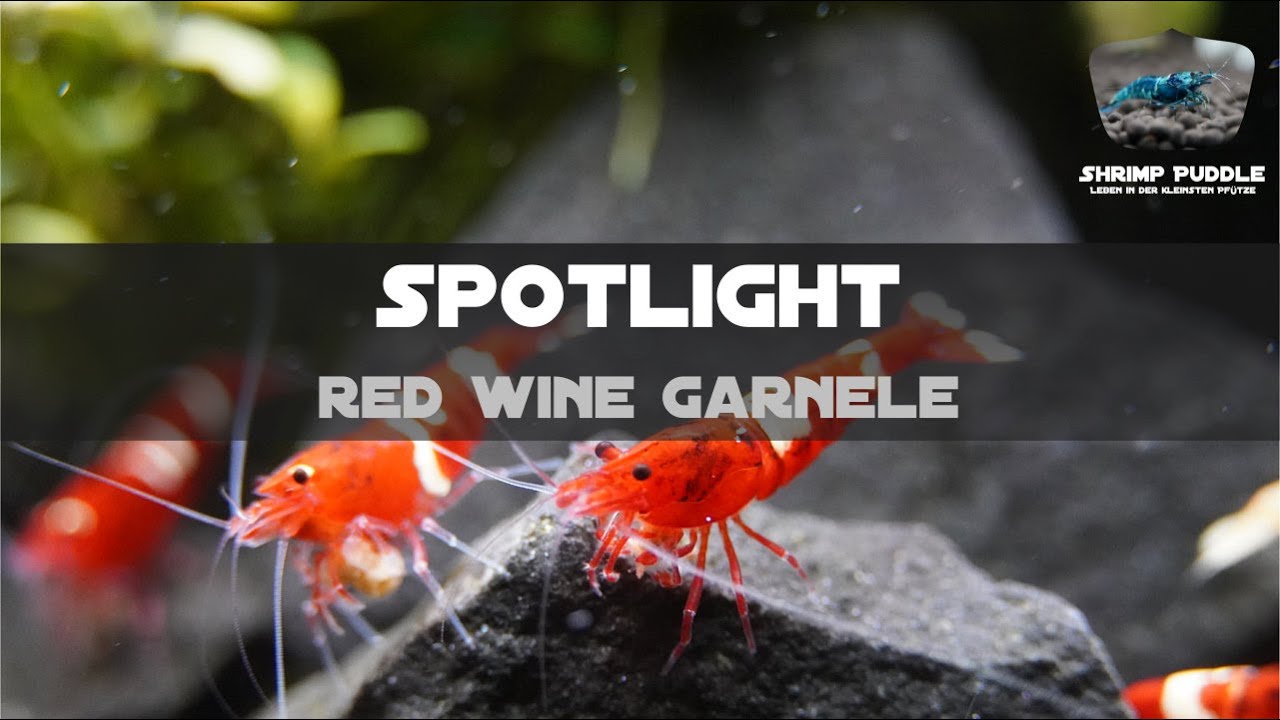 RED WINE GARNELE SPOTLIGHT