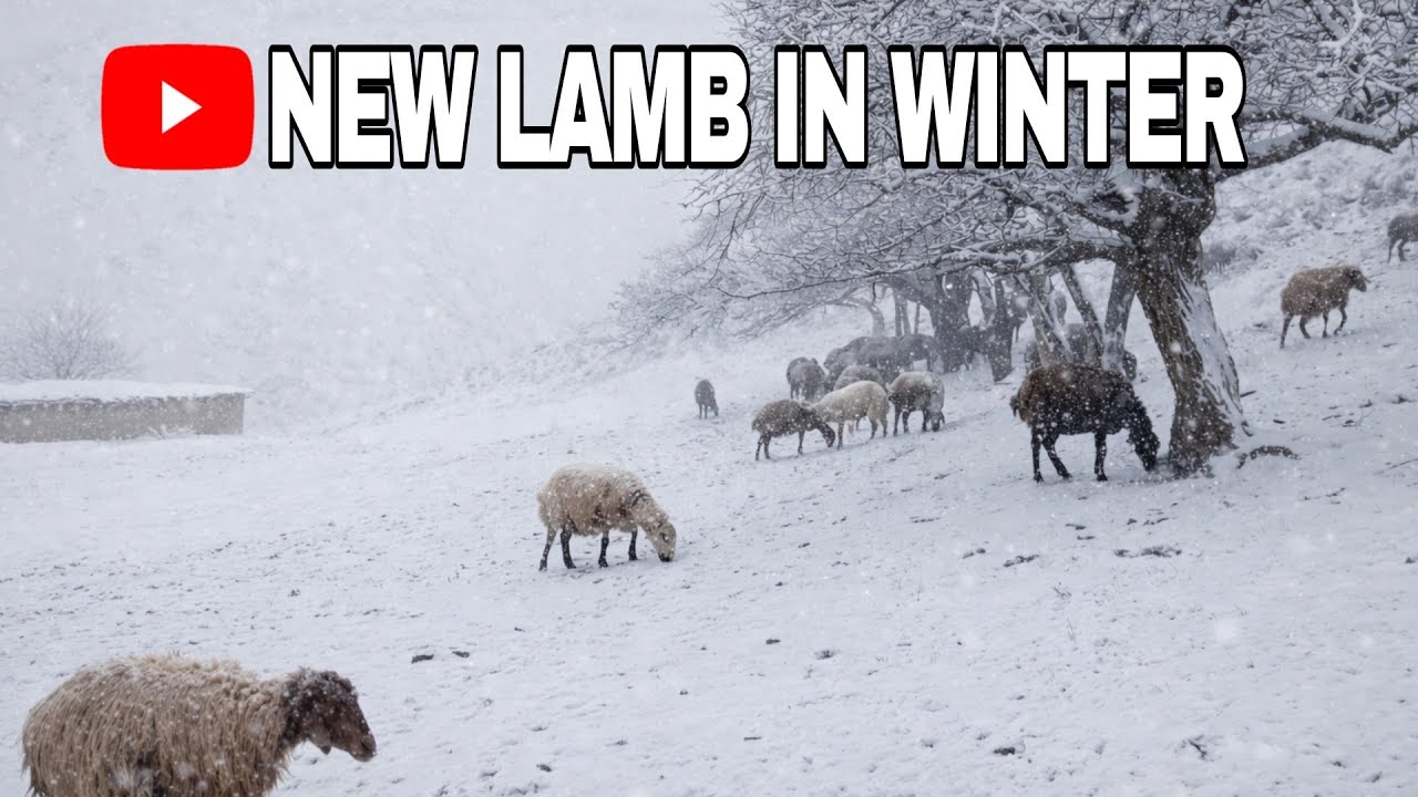 Snowy Village Morning/Cleaning Farm Paths & Welcoming a New Lamb