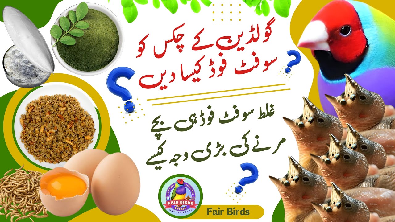 Gouldian Finch Bird Chicks SoftFood | Egg | fish Bone | Moringa | Easy Recipe.  #birds #chicks #Food