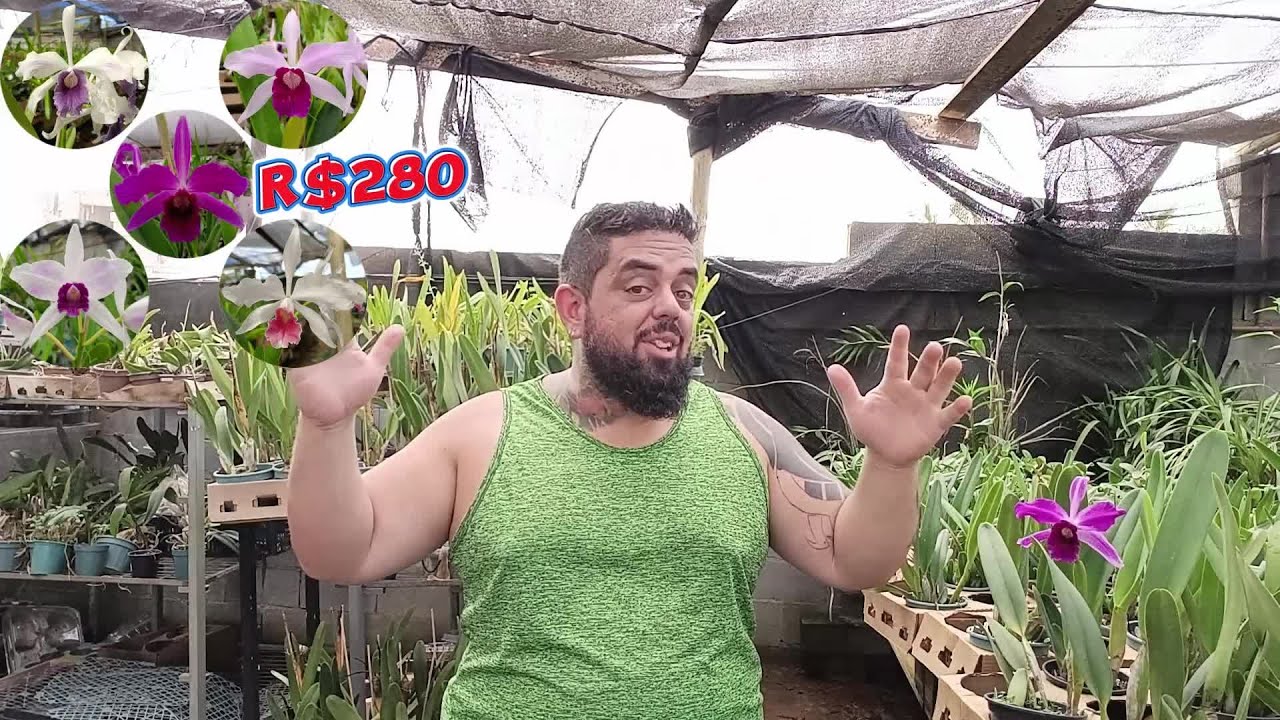 A Rainha do Brasil! 👑🇧🇷 | Kit com 5 Laelia Purpuratas (Mix Surpresa da Loja)