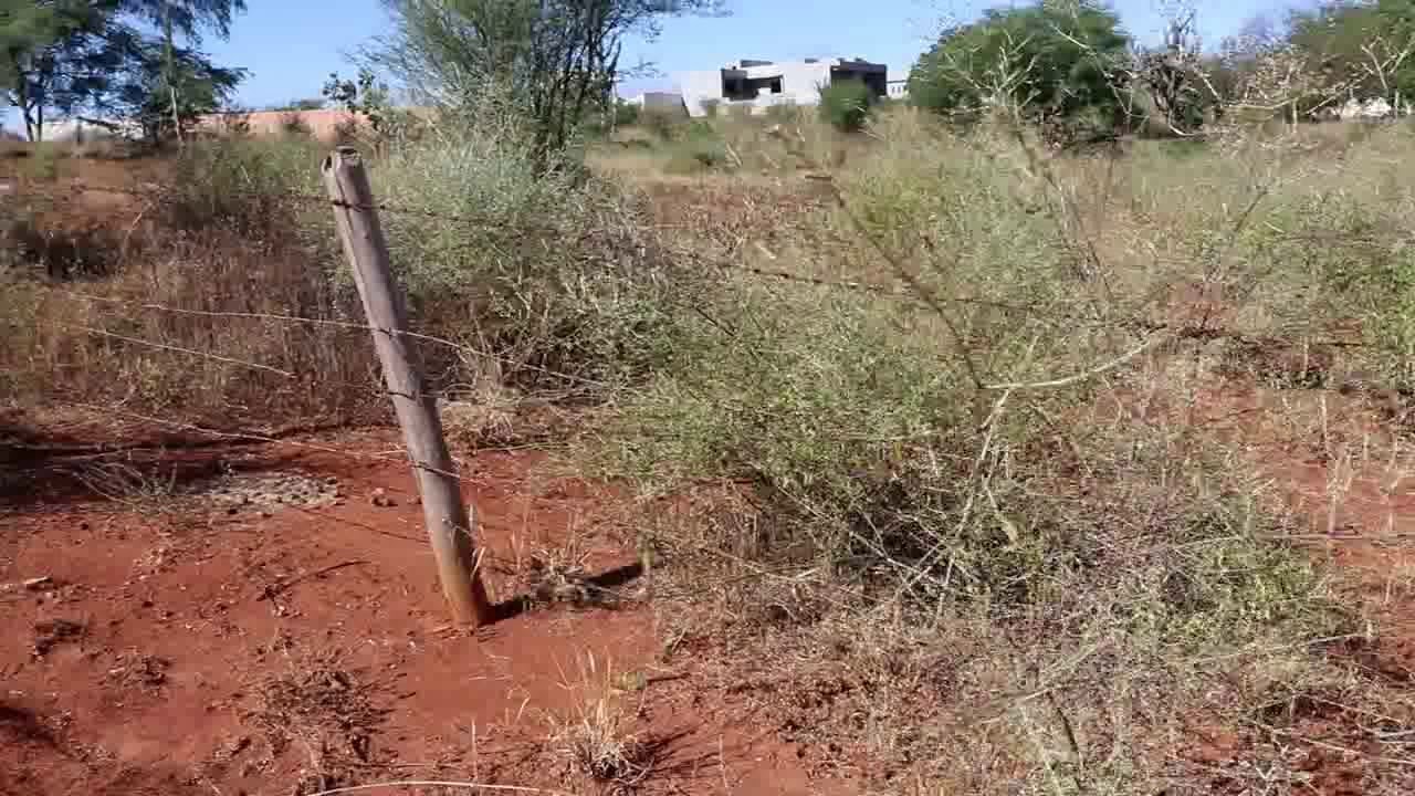 Pustumeira - Planta Da Caatinga